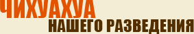чихуахуа нашего разведения