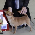  Shah Arpilin ROMARIO